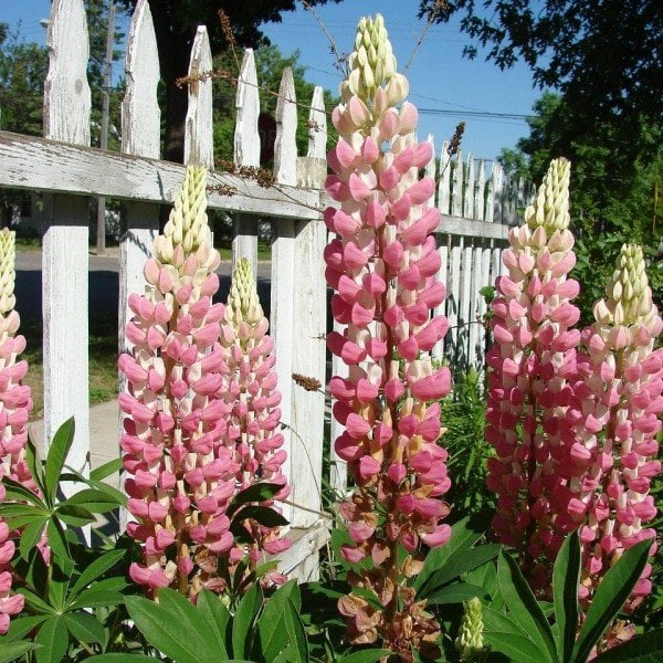 Pembe Renkli Lupinus Mix Acı Bakla Çiçeği Tohumu -30 Tohum