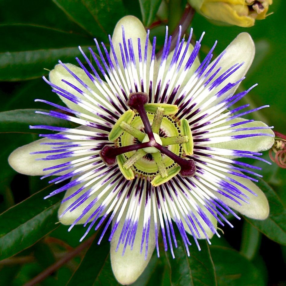 Tüplü Mavi Passiflora Aşk Meyvesi Fidanı