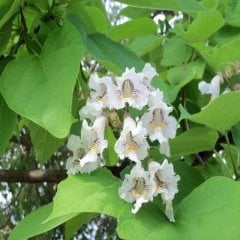 Tüplü Beyaz Pavlonya (Paulownia tomentosa) Fidanı -150-250 Cm