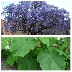 Tüplü Mor Pavlonya (Paulownia Tomentosa) Fidanı -200-300 Cm