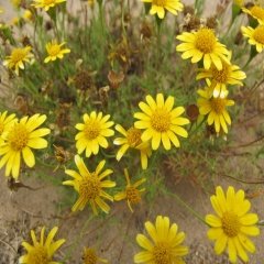Koyu Sarı Aster Papatya Çiçeği Tohumu -100 Adet