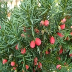 Tüplü Porsuk (Taxus Baccata) Fidanı