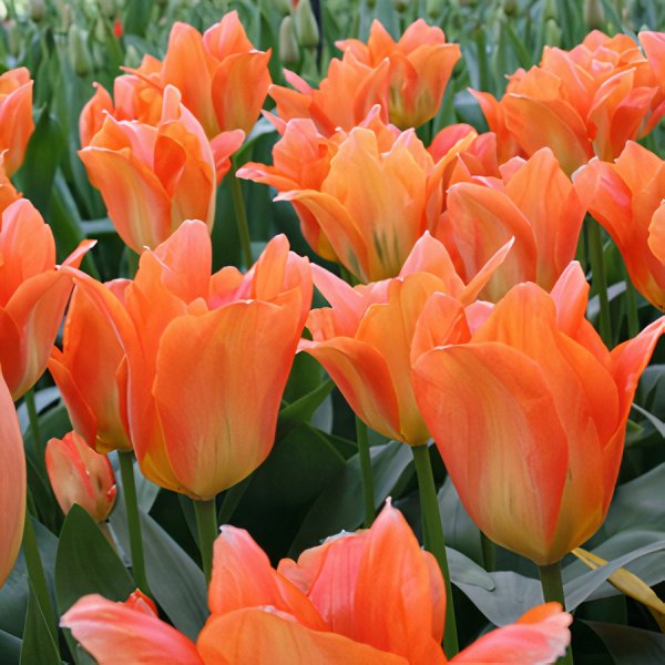 Orange Glow Özel Seri İthal Lale Soğanı(4 Soğan)