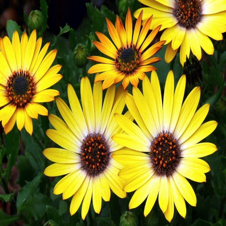 Sarı African Daisy Papatya Çiçeği Tohumu -30 Adet