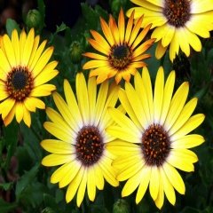 Sarı African Daisy Papatya Çiçeği Tohumu -30 Adet