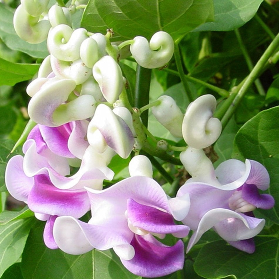Tüplü Selluka İzmir Sarmaşığı Vigna Caracalla Fidanı -(50-100 cm)
