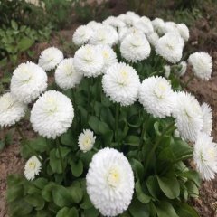 Ponpon Beyaz İngiliz Papatyası Çiçeği Tohumu -100 Adet