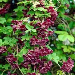 Tüplü Çikolata Sarmaşığı (Akebia Quinata) Fidanı