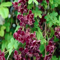 Tüplü Çikolata Sarmaşığı (Akebia Quinata) Fidanı