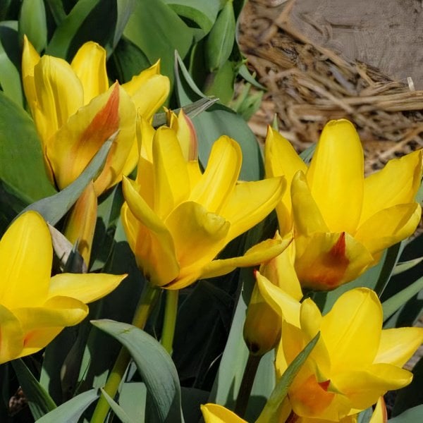 Sarı Uzun Çiçekli İthal Easter Parade Lale Soğanı(4 Soğan)