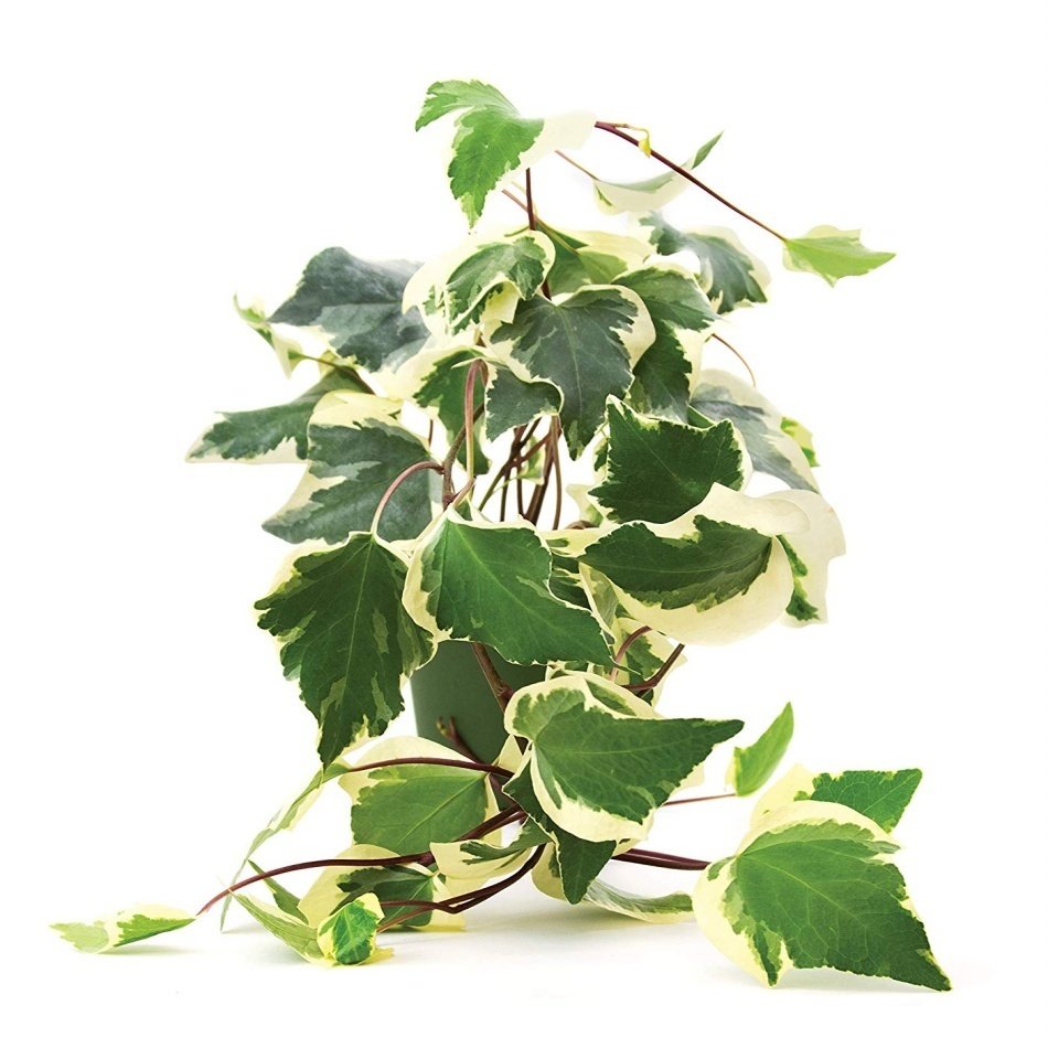 Tüplü Alacalı Orman Kaya Sarmaşığı (Hedera Helix) Fidanı