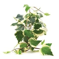 Tüplü Alacalı Orman Kaya Sarmaşığı (Hedera Helix) Fidanı