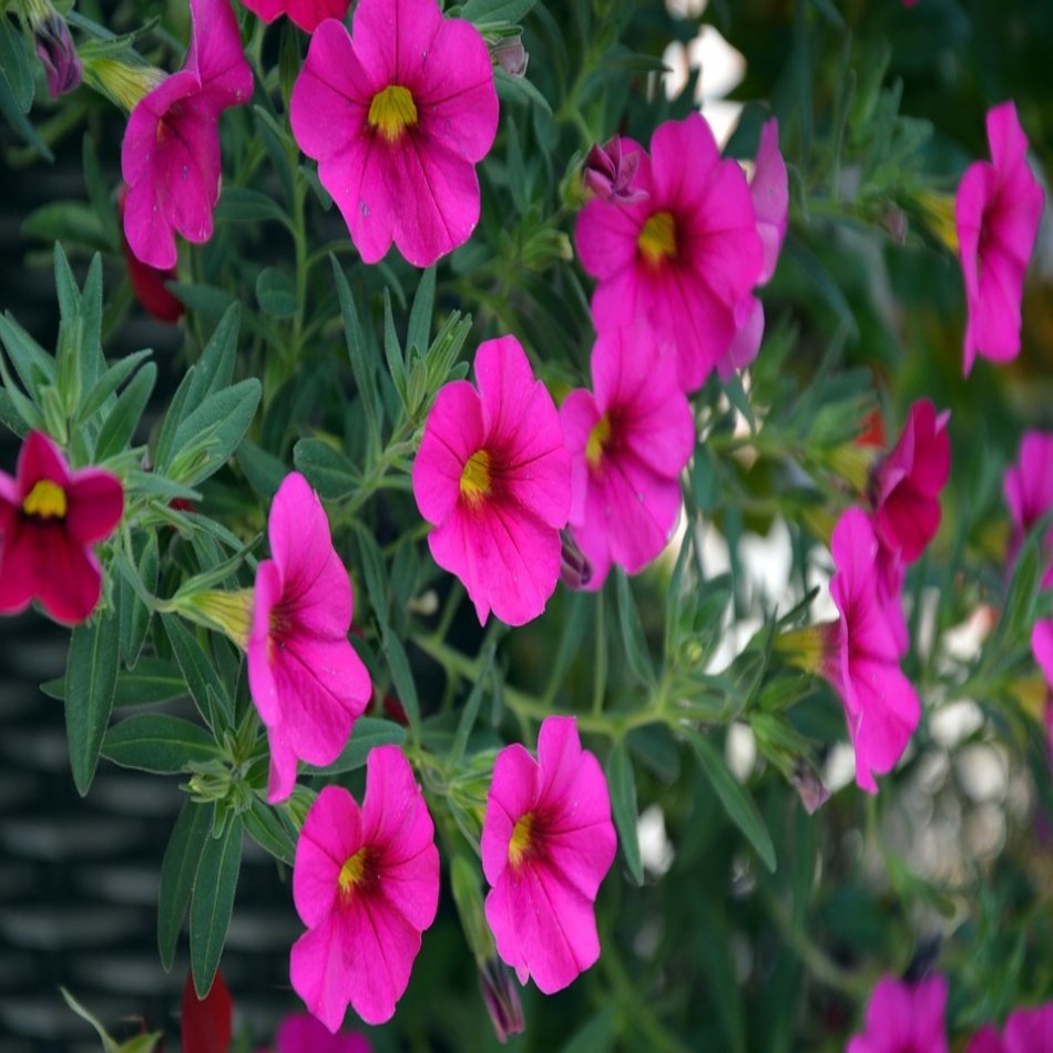 Pembe Petunya (Petunia) Çiçeği Tohumu -300 Adet