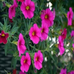 Pembe Petunya (Petunia) Çiçeği Tohumu -300 Adet