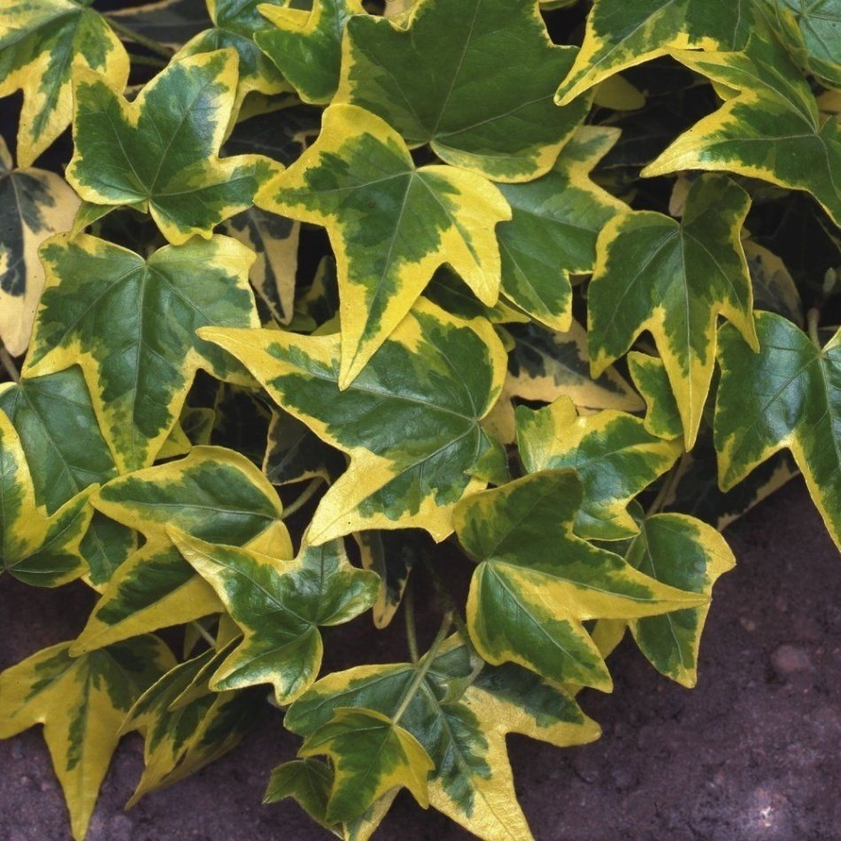 Tüplü Alacalı Yıldızlı Duvar Sarmaşığı (Hedera) Fidanı