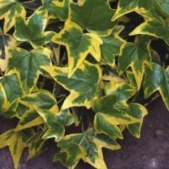 Tüplü Alacalı Yıldızlı Duvar Sarmaşığı (Hedera) Fidanı
