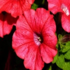 Kırmızı Petunya (Petunia) Çiçeği Tohumu -200 Adet
