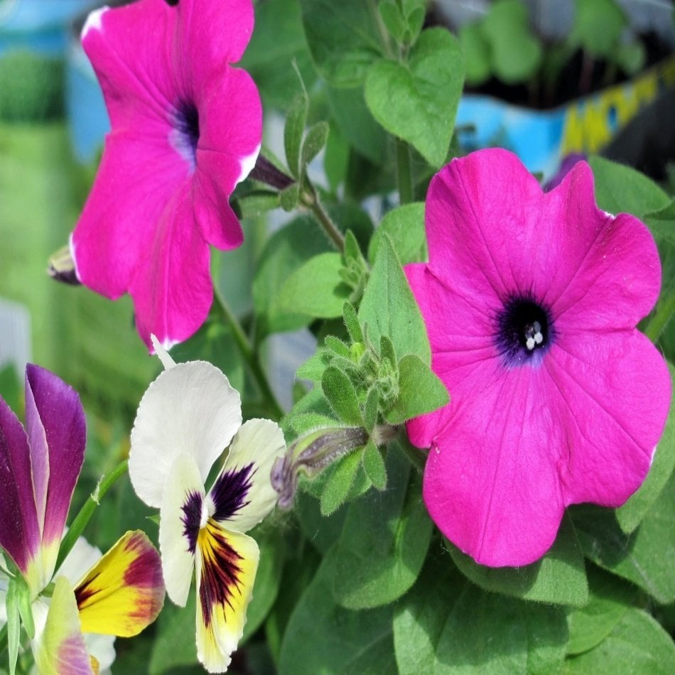 Mor Petunya (Petunia) Çiçeği Tohumu -100 Adet