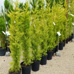 Limoni Servi (Cupressus Macrocarpa) Fidanı (20/30 CM)-5 Adet