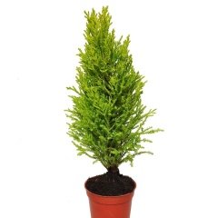 Limoni Servi (Cupressus Macrocarpa) Fidanı (20/30 CM)-5 Adet