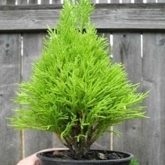 Limoni Servi (Cupressus Macrocarpa) Fidanı (20/30 CM)-5 Adet