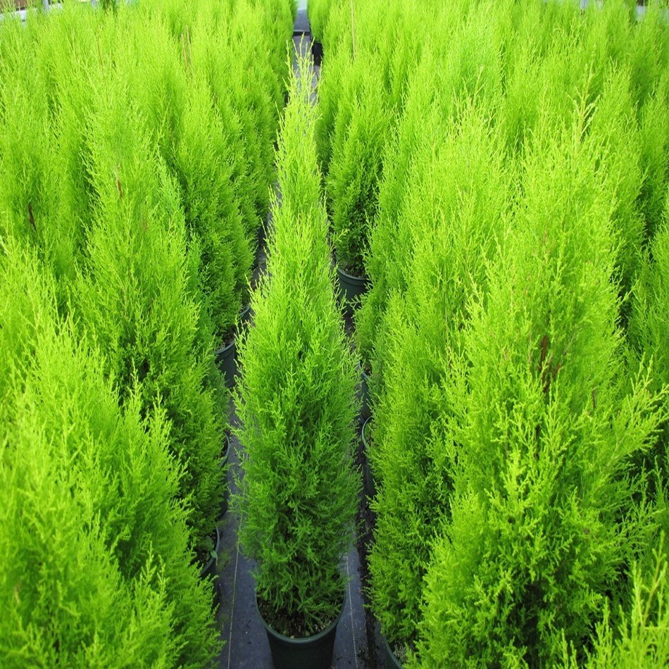 Limoni Servi (Cupressus Macrocarpa) Fidanı (140/200) Cm)