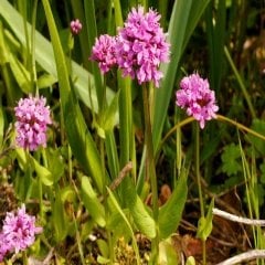 Pembe Plectritis Çiçeği Tohumu -100 Adet
