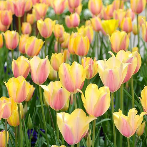 Bicolor Özel Üretim Blushing Lady Lale Soğanı(5 Soğan)