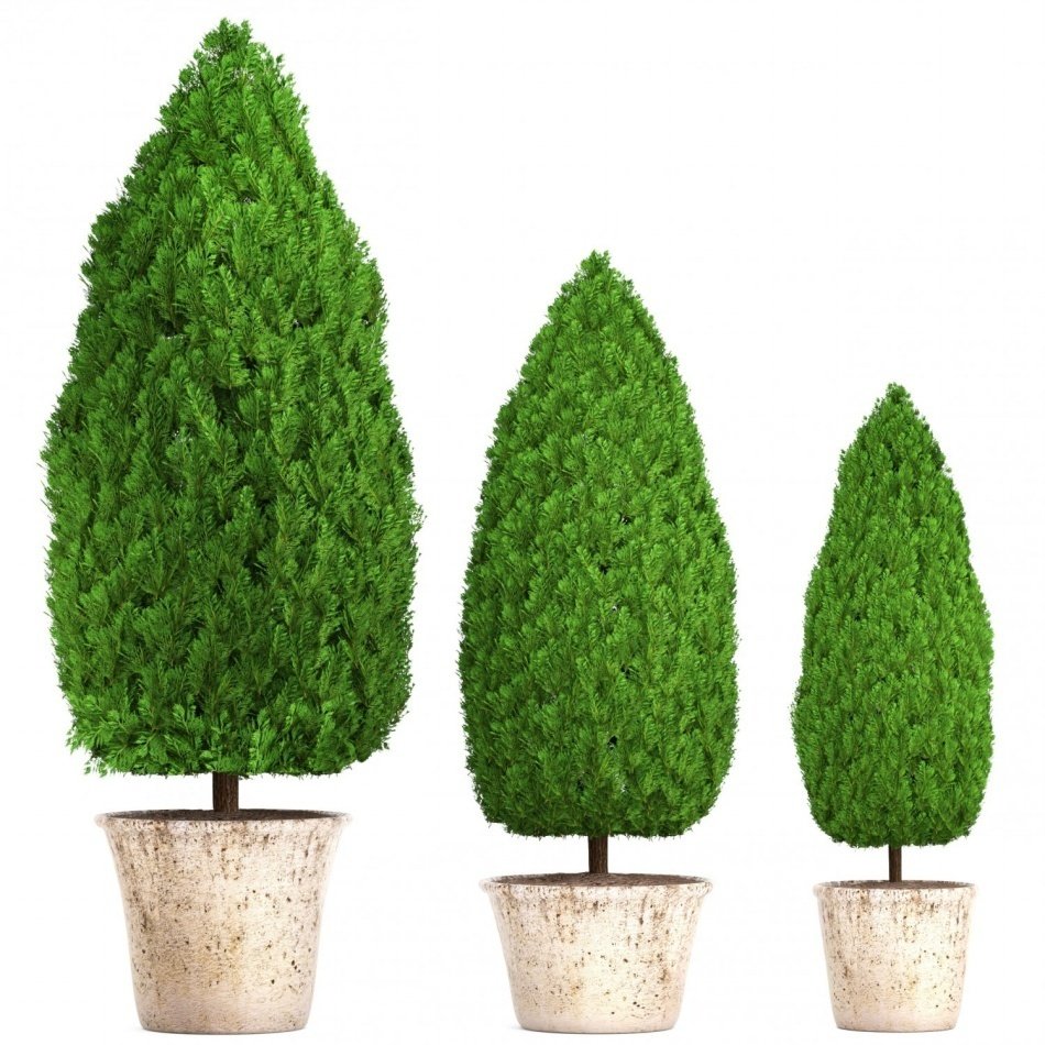 Limoni Servi (Cupressus Macrocarpa) Fidanı (200/250 Cm)