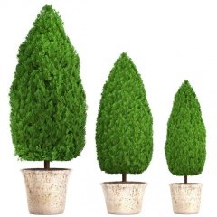 Limoni Servi (Cupressus Macrocarpa) Fidanı (200/250 Cm)
