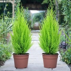 Limoni Servi (Cupressus Macrocarpa) Fidanı (10/50 Cm)-10 Adet