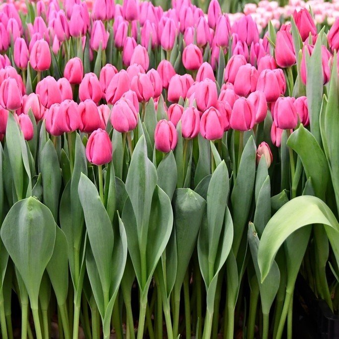 Özel Üretim Pink Carola Lale Soğanı(5 Soğan)