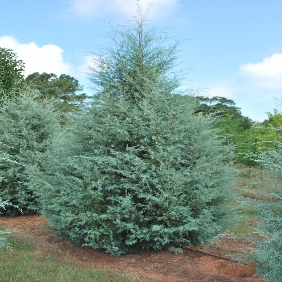 Tüplü Arizona Servisi (Cupressus arizonica) Fidanı (100-120 Cm)
