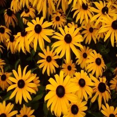 Kahverengi Gözlüm Rubekya Çiçeği Tohumu -100 Adet
