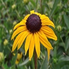 Yellow Güneş Şapkası Rubekya Çiçeği Tohumu -890 Adet