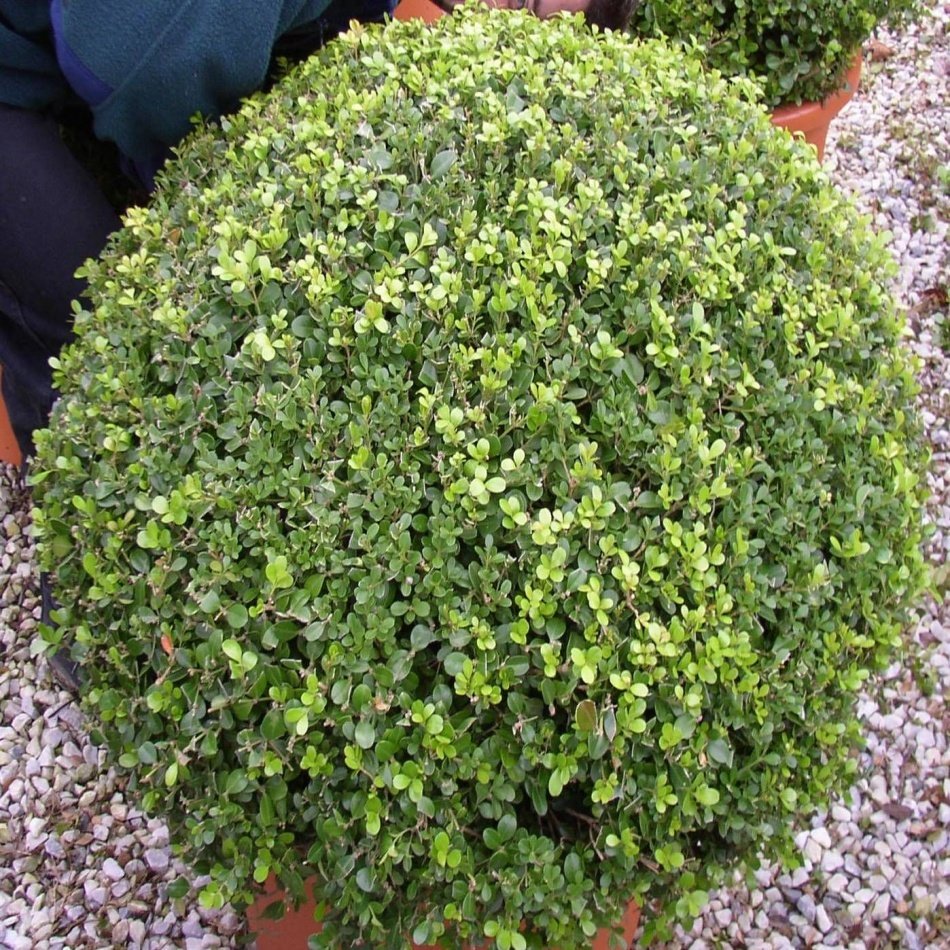Tüplü Şimşir (Buxus sempervirens) Fidanı