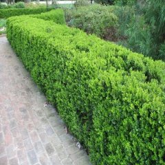 Tüplü Şimşir (Buxus sempervirens) Fidanı