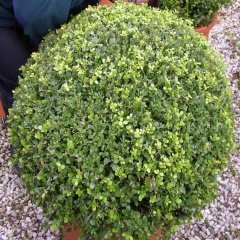 Tüplü Şimşir (Buxus sempervirens) Fidanı