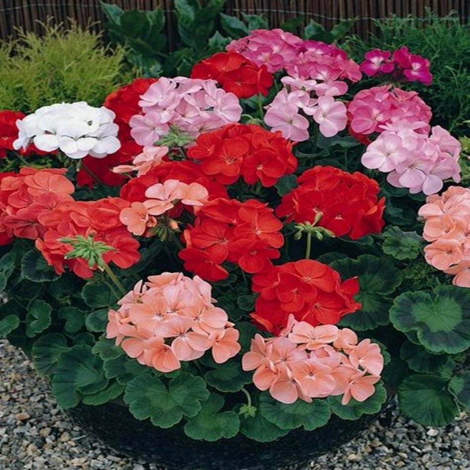 Karışık Sardunya Geranium Sanguineum Çiçeği Tohumu -23 Adet
