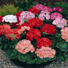 Karışık Sardunya Geranium Sanguineum Çiçeği Tohumu -23 Adet