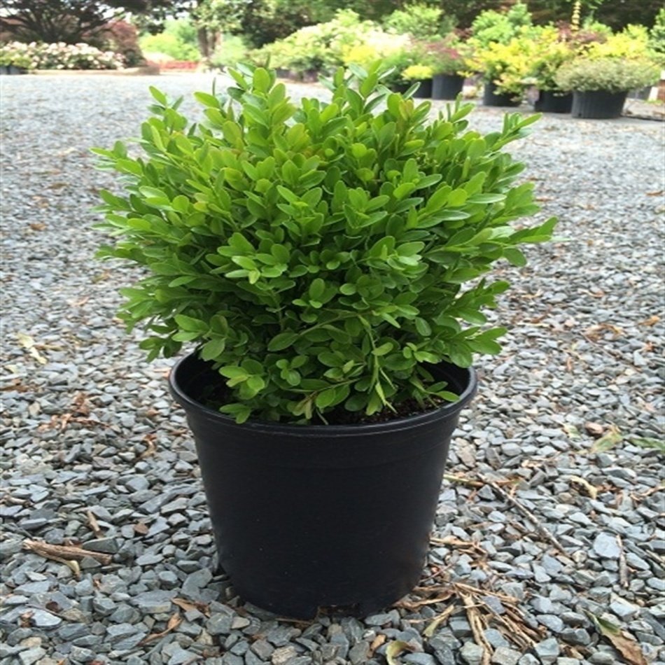Tüplü Şimşir (Buxus sempervirens) Fidesi -5 Adet