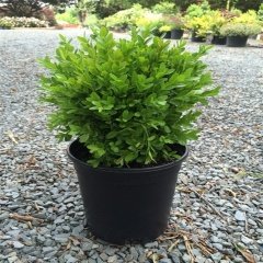 Tüplü Şimşir (Buxus sempervirens) Fidesi -5 Adet