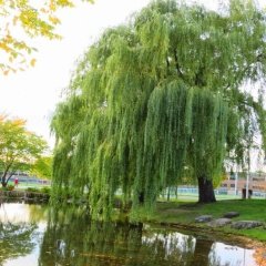 Tüplü Salkım Söğüt (Salix Babylonica) Fidanı
