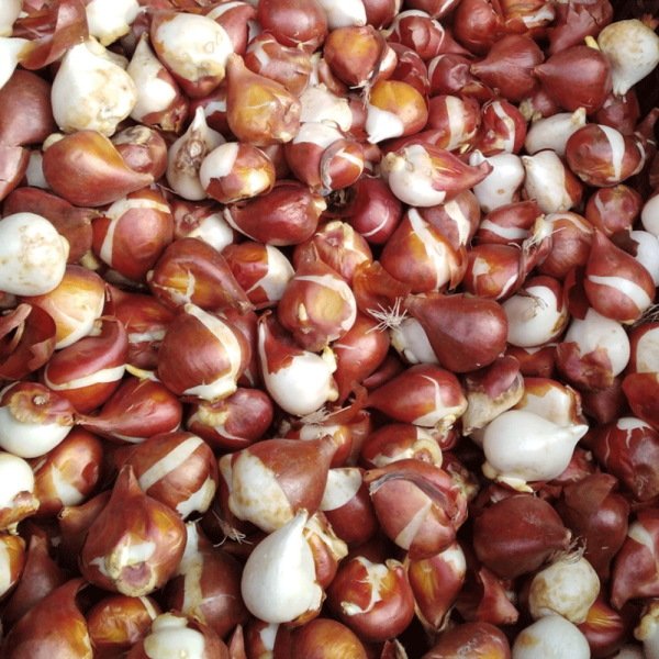 Özel Bicolor Leen vd Mark İri Kafa Lale Soğanı (5 Soğan)