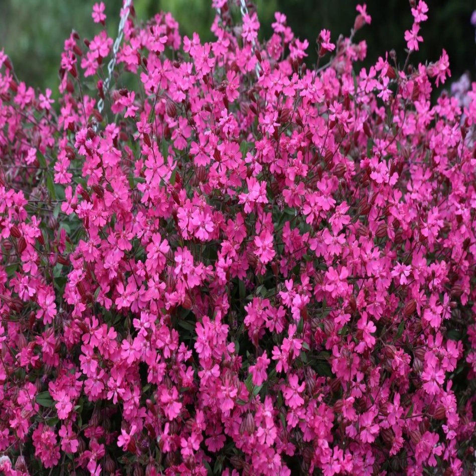 Pembe Rüya Nakil Çiçeği Tohumu -950 Adet