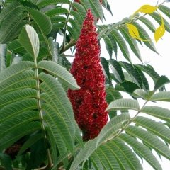 Tüplü Sumak (Rhus) Ağacı Fidanı (50-100 Cm)