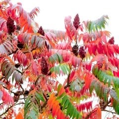Tüplü Sumak (Rhus) Ağacı Fidanı (50-100 Cm)