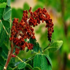 Tüplü Sumak (Rhus) Ağacı Fidanı (15-20 Cm)-5 Adet