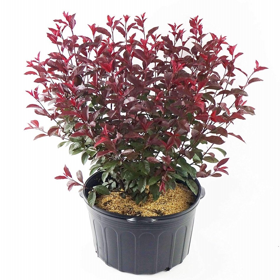 Tüplü Süs Eriği (Prunus Cerasifera) Fidanı