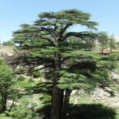 Tüplü Toros Sediri (Katran) Ağacı Fidanı (150-200 Cm)